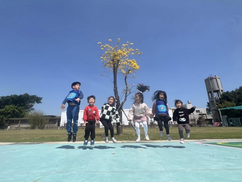 黃花風鈴木開滿-1